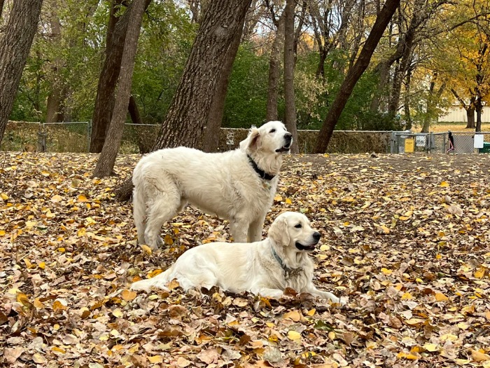 The Best Pet Friendly Trails and Parks in St Louis Park MN Dakota Dog Park