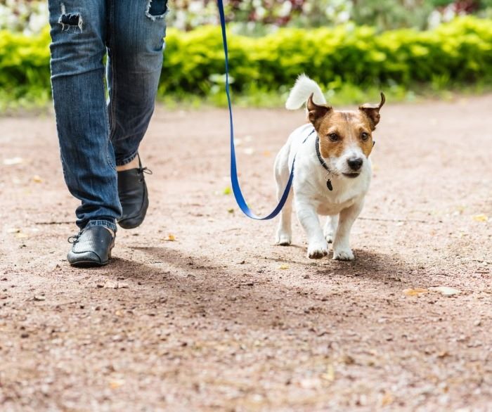 The Best Pet Friendly Trails and Parks in St Louis Park MN